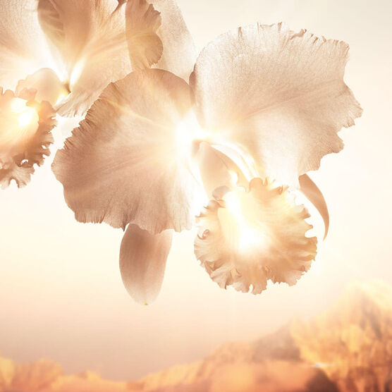 Creme Hidratante Guerlain Orchid&eacute;e Imp&eacute;riale Gold Nobile